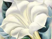 O Keeffe, Georgia - White Trumpet Flower
